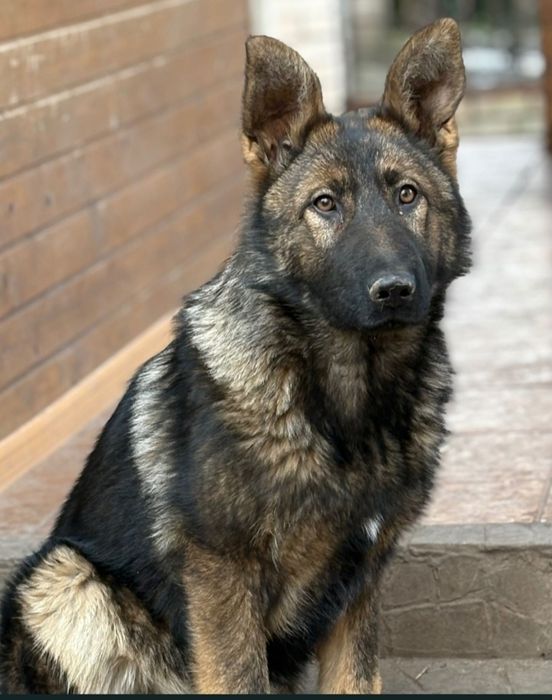 Продам.немецкую овчарку ..