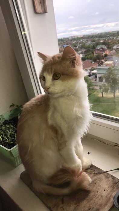 Загубився котик 4 років бежево-білого окрасу