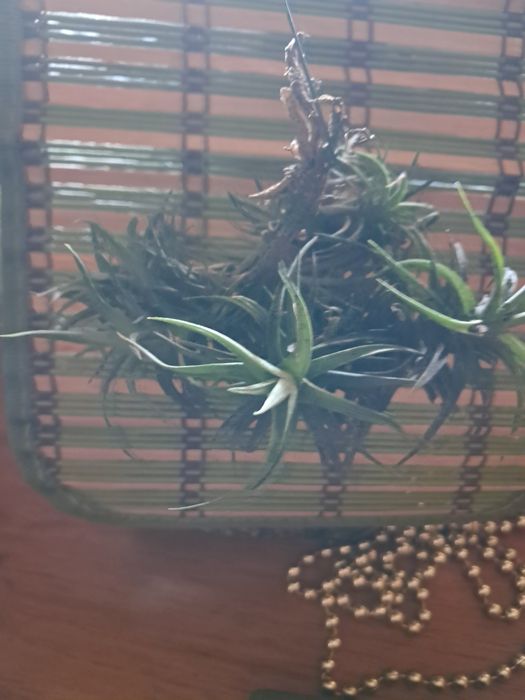 Planta do Ar - Tillandsias
