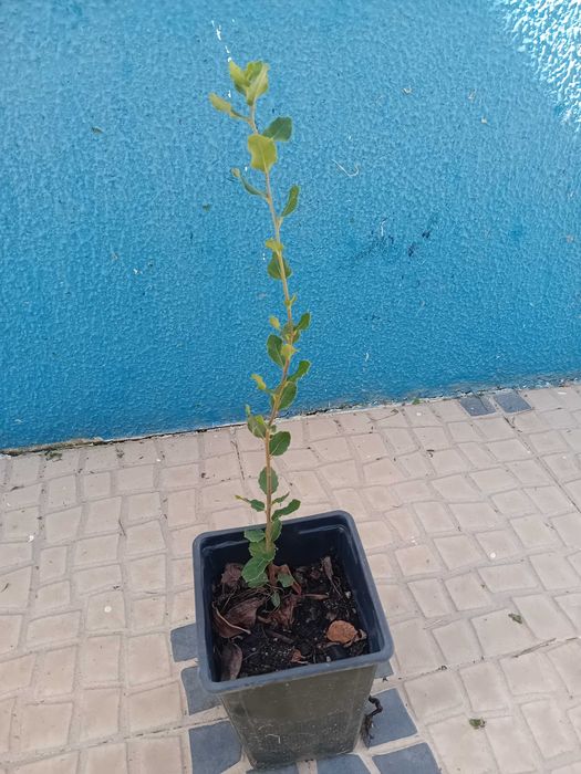 Sobreiro em vaso