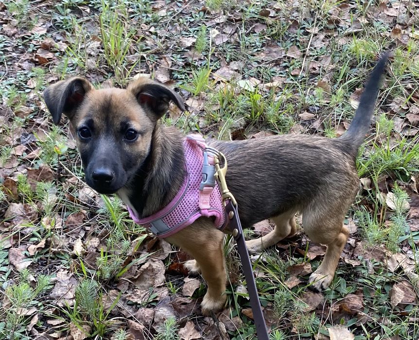 Suczka do adopcji za darmo