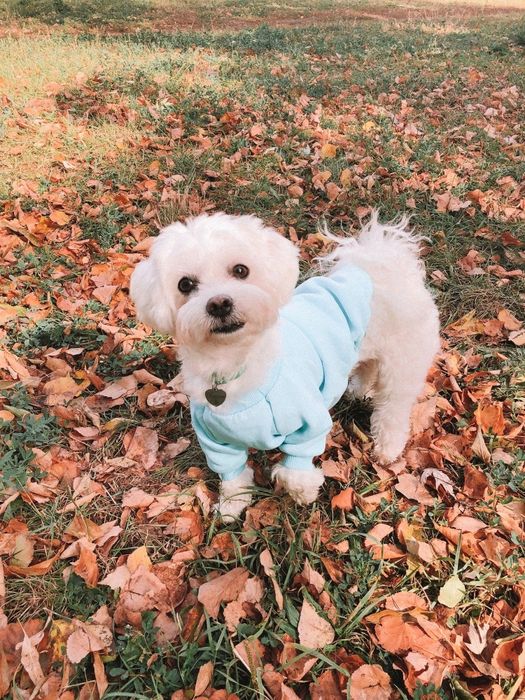 Мальтийская болонка / мальтезе вязка