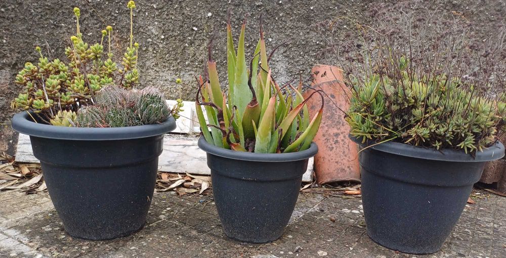 Vasos Barro e Plástico