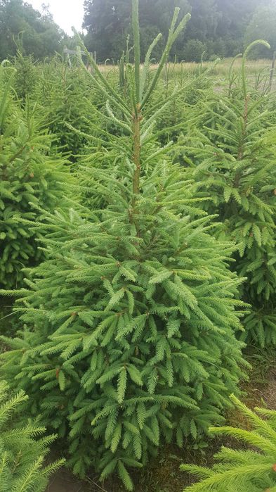 Plantacja choinek ,choinki świerkowe ,sadzonki świerka ,świerk.