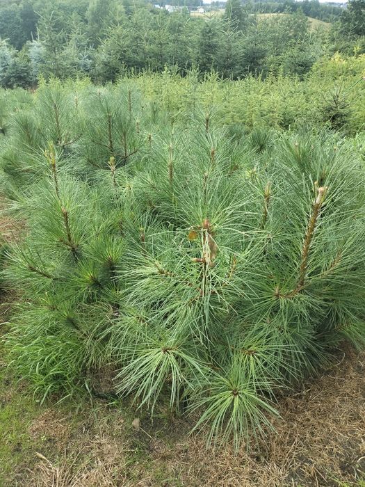 Sosna żółta donica 5l