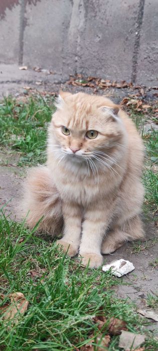 Кошенята у добрі руки