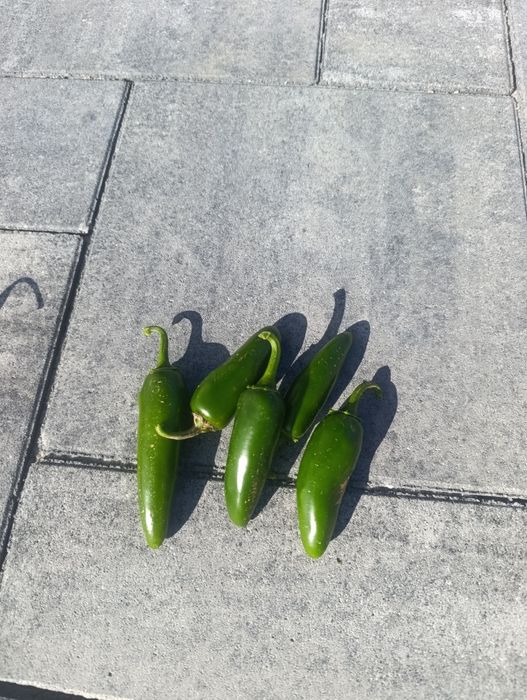 Papryka chilli, japanelo i ghost pepper