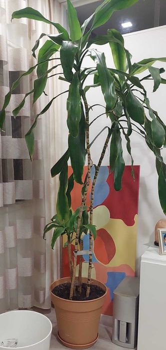 Vasos para plantas