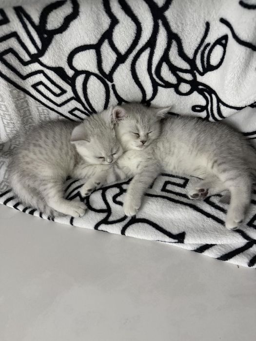 Продам чистокровні шотландські кошенята (хлопчики)