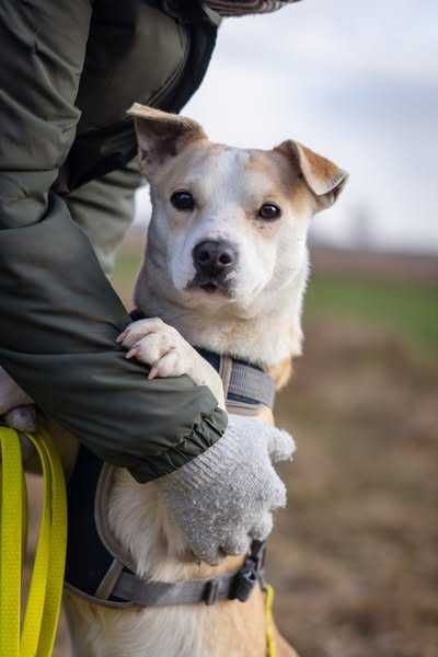 Niewielka łagodna Lila szuka domku