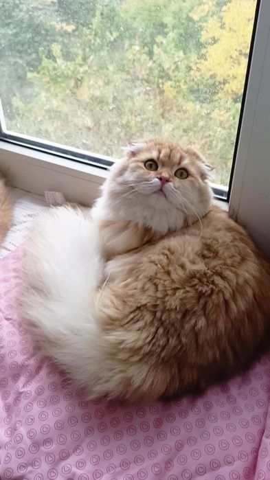 Мега ласковая вислоухая девочка золотая шиншилла Хайленд