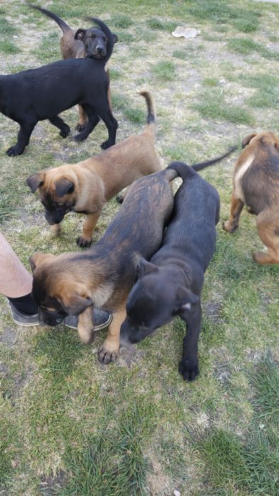 Szczeniak Owczarek Belgijski Malinois piesek