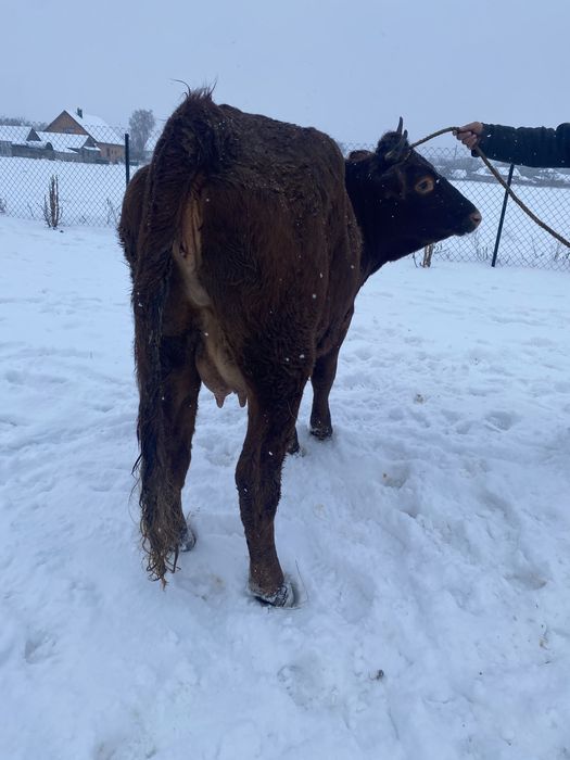 Продам первістку з телям