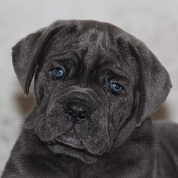 Розплідник КСУ  Італійського кане корсо