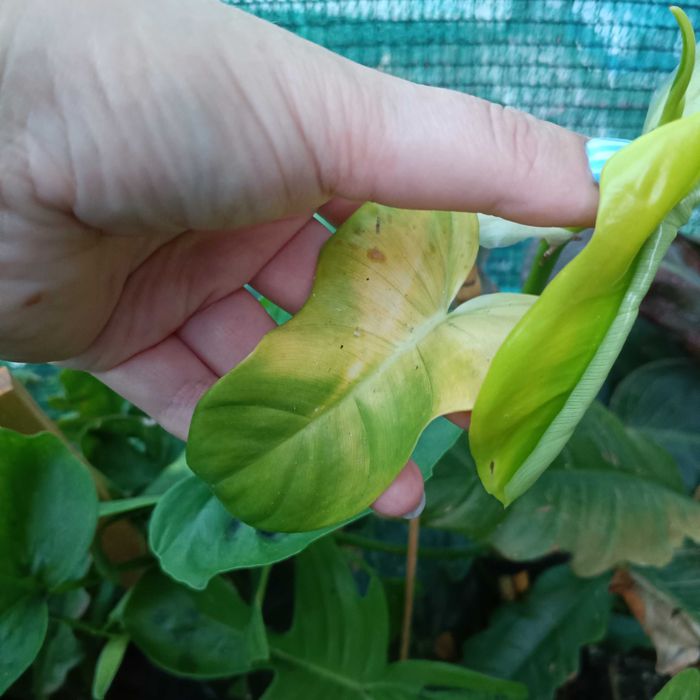 philodendron golden violin,cięty szczyt