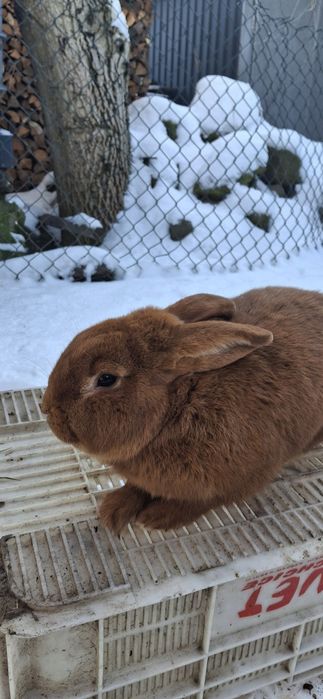 Królik nowozelandzki czerwony i wjs