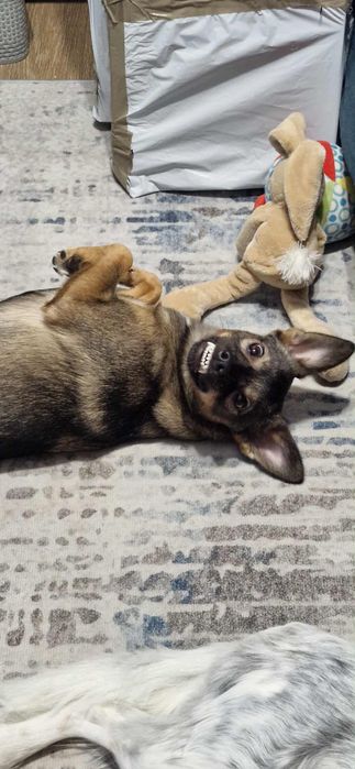 Sunia pilnie szuka domku!!