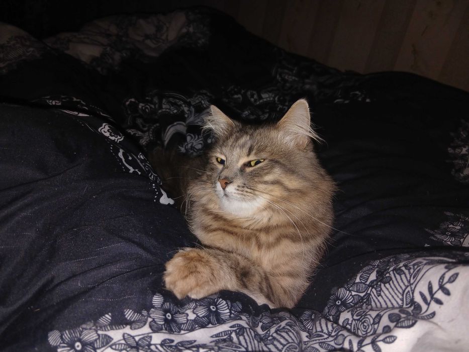 Отдам котика в хорошие руки!