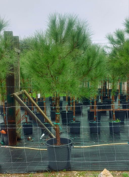 Lote 10 pinheiros mansos 1.90/2.10..Entrega incluída