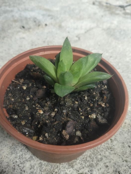 Planta Suculenta
