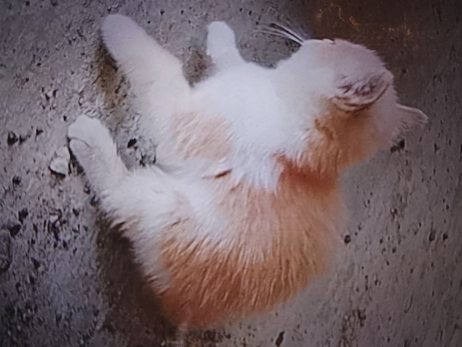 Продам или отдам котят