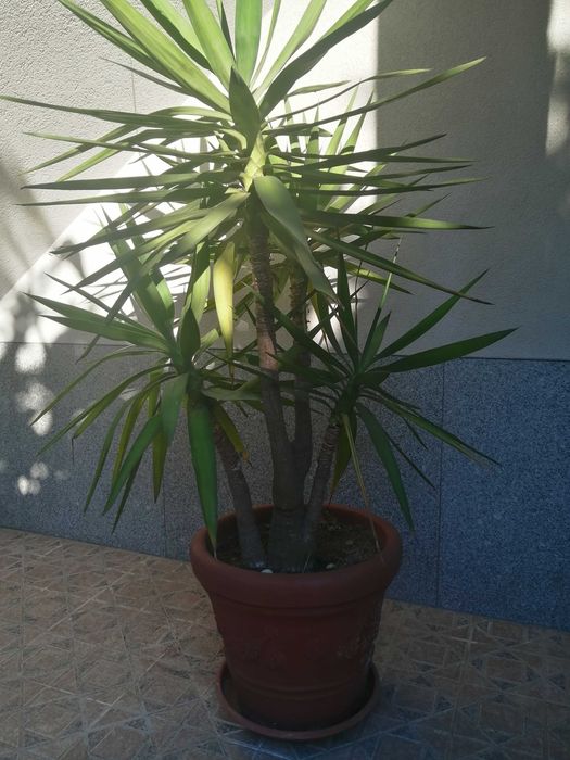 Yuka planta natural várias cabeças