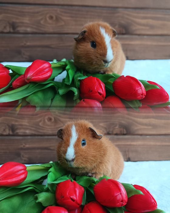 Świnka US Teddy kawia domowa gładkowłose