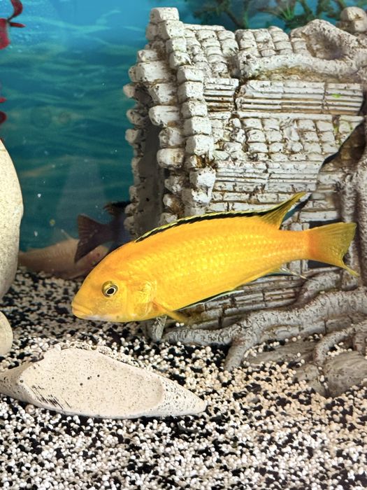 Aquario completo com peixes