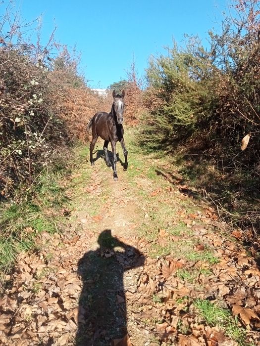 Vendo poldro cruzado lusitano com 1 ano e meio