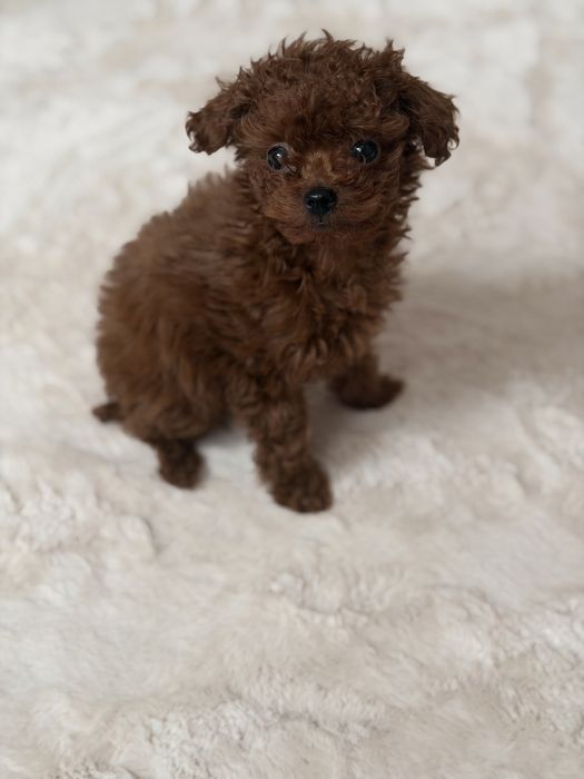 Той-пудель тікап (мікро) китай