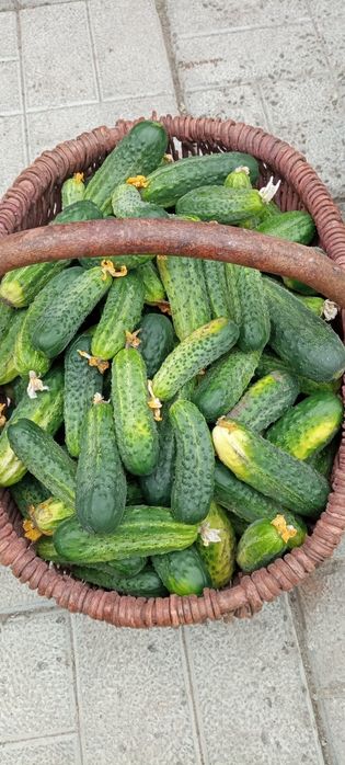 Продам Домашні Огірки