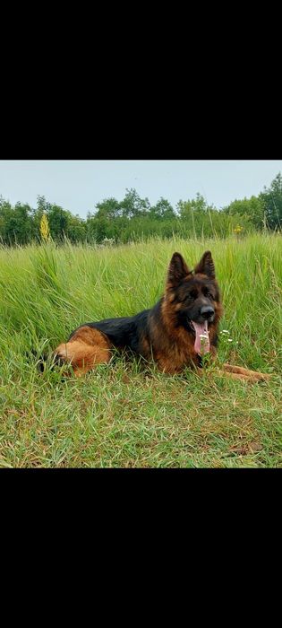 Щенки длинношерстной нем.овчарки.