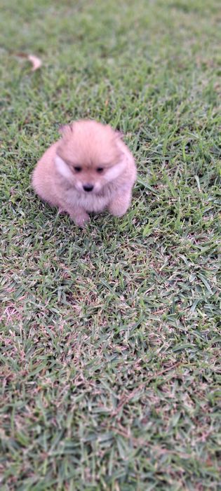 Spitz alemão lindo