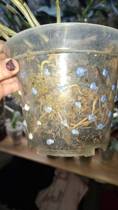 Орхідея дендробіум