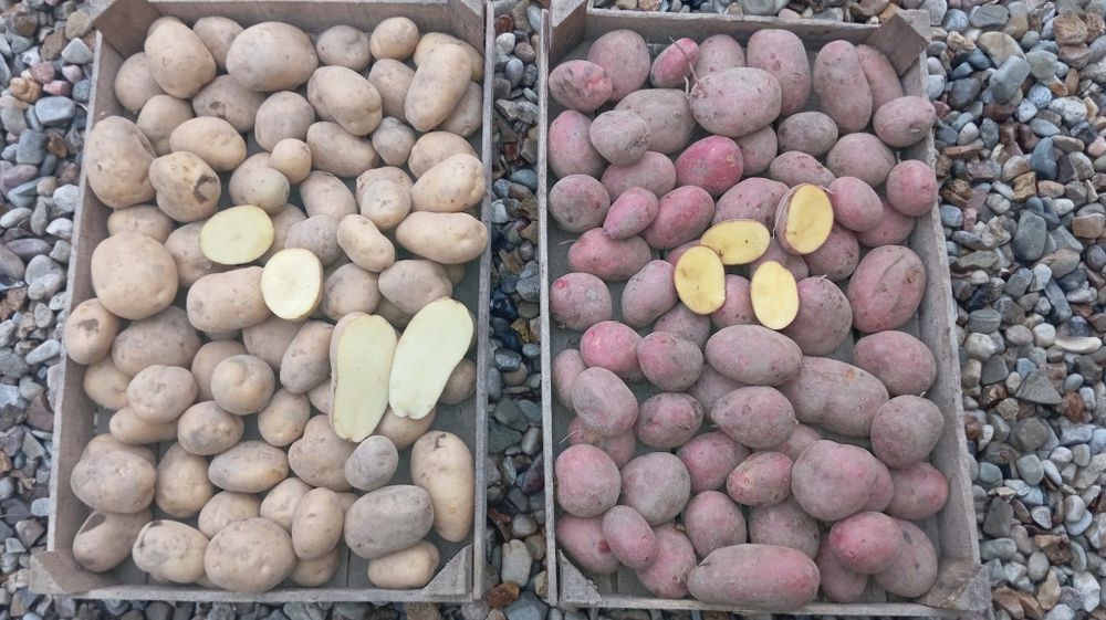 Ziemniaki do sadzenia lub do spożycia - Bella Rosa, Lord.