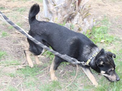 Віддаємо маленького песика