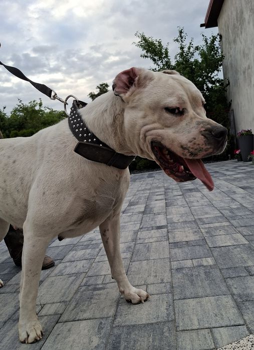 Dog argentynski argentino  suczka szczeniak
