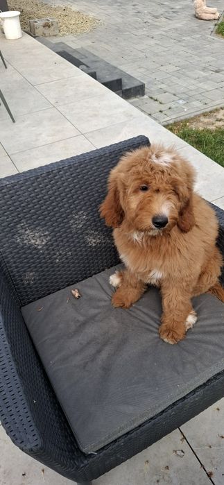 Goldendoodle f1 standard