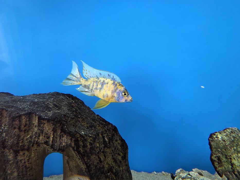 Pyszczaki Aulonocara marmelade ob