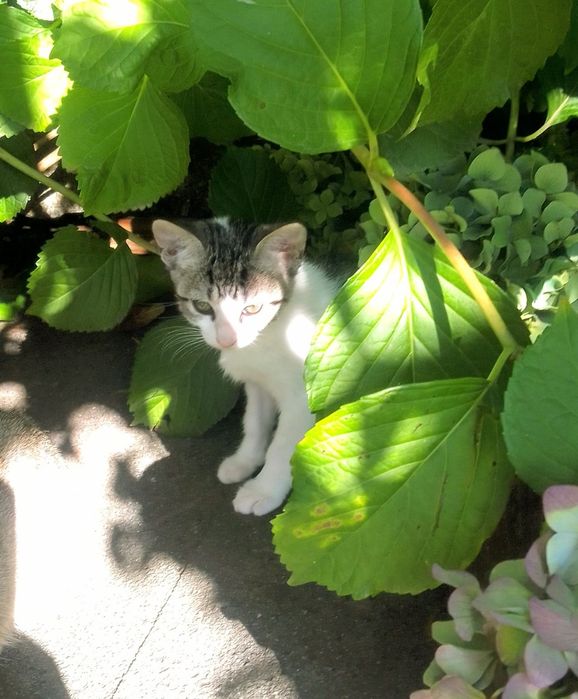 Gatinho para adoção
