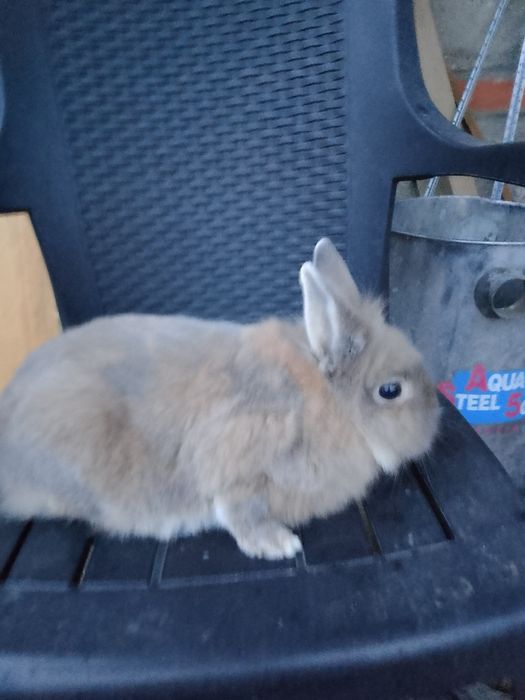 Sprzedam miniaturkę