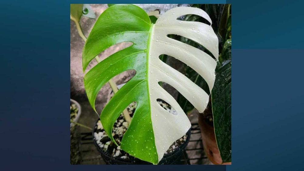 Monstera Menta – Sementes de uma raridade irresistível