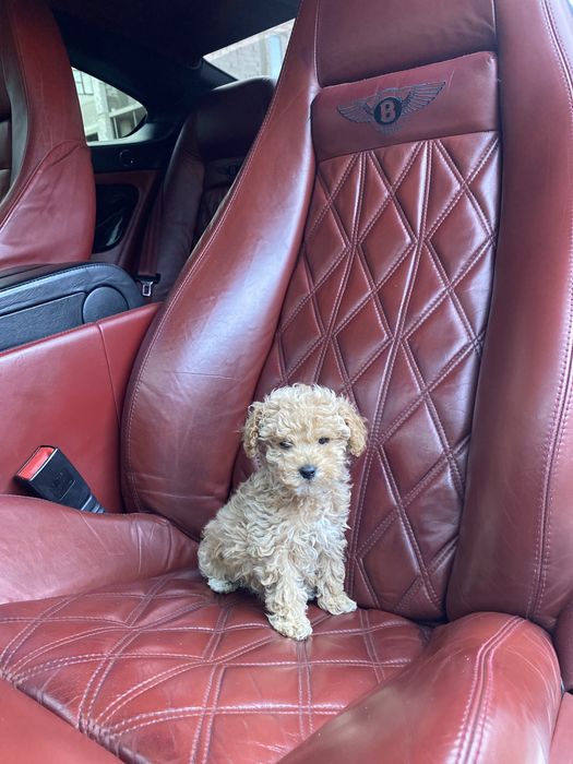 Мальтипу  vip якості