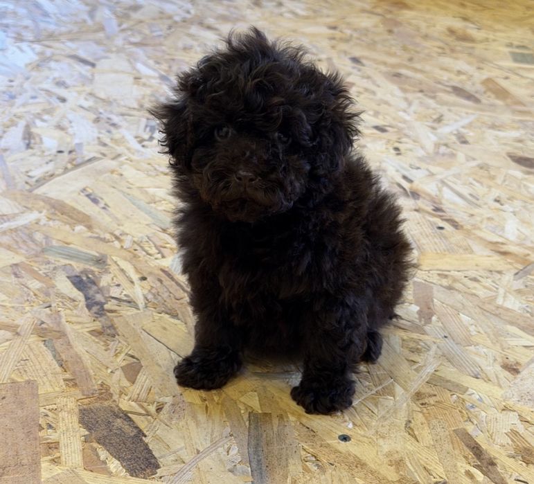 Той пудель шоколад