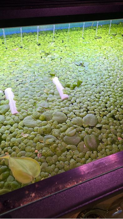 Duckweed e frogbit