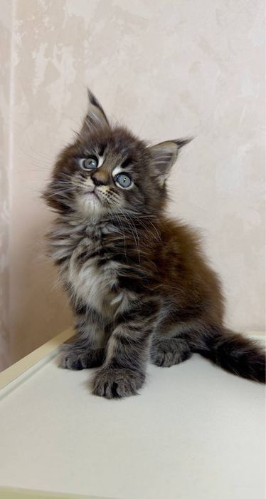 Котята Мейн- кун