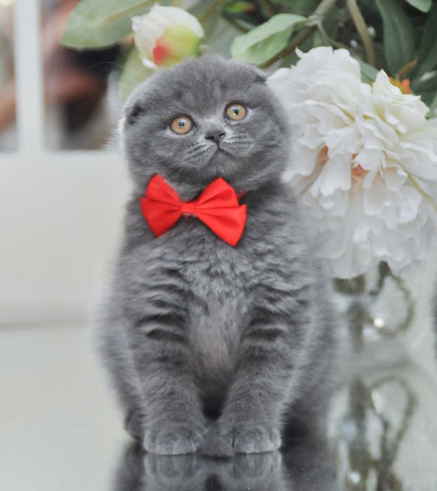 Шотландские котята вислоушка