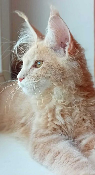 Hodowlana kotka  Maine Coon z rodowodem