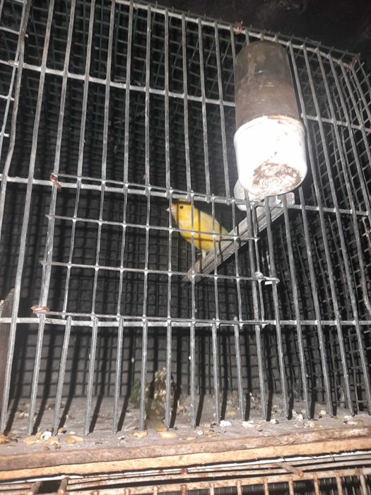 Patos e faisões canários