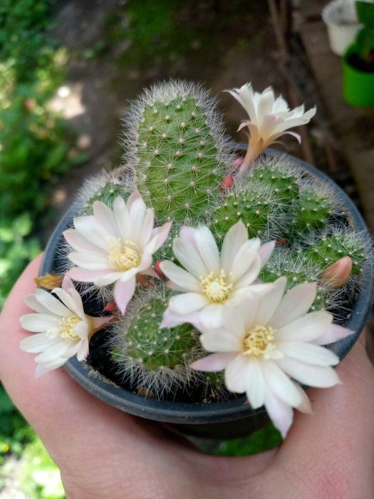 Кактуси в асортименті